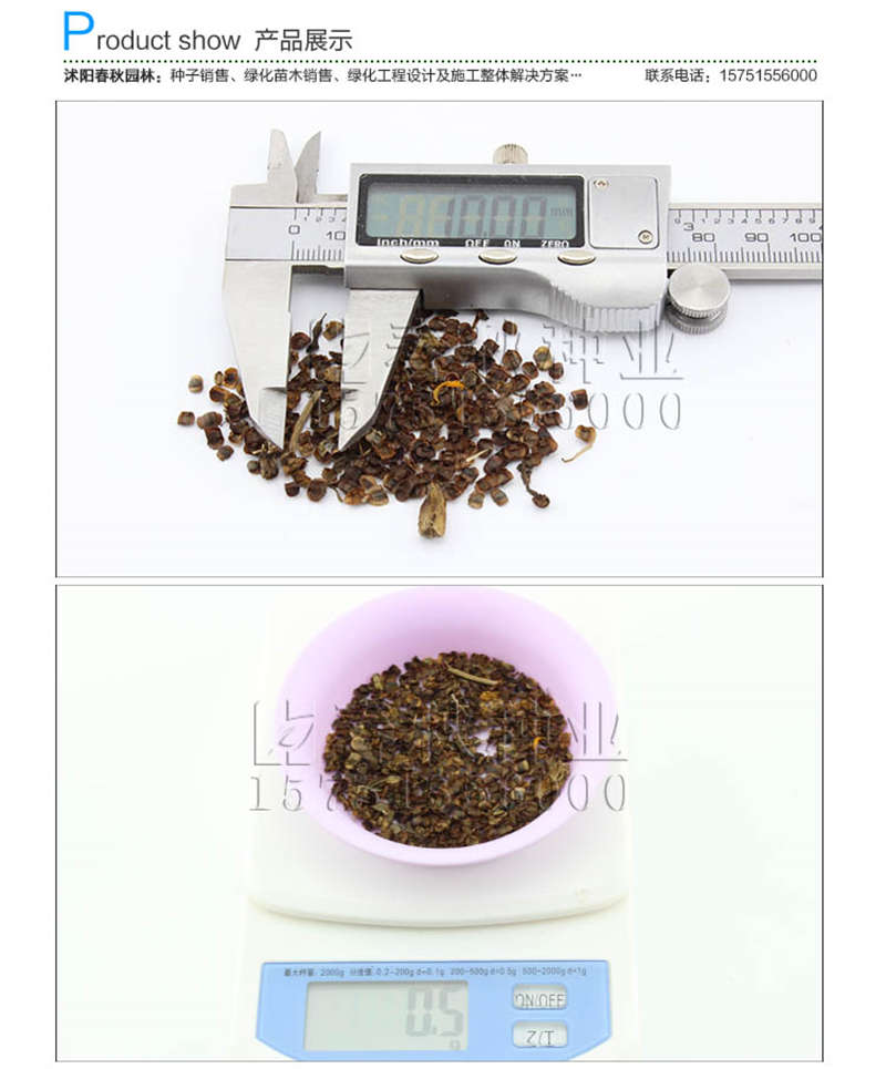 大花金雞菊種子銷售參考價格