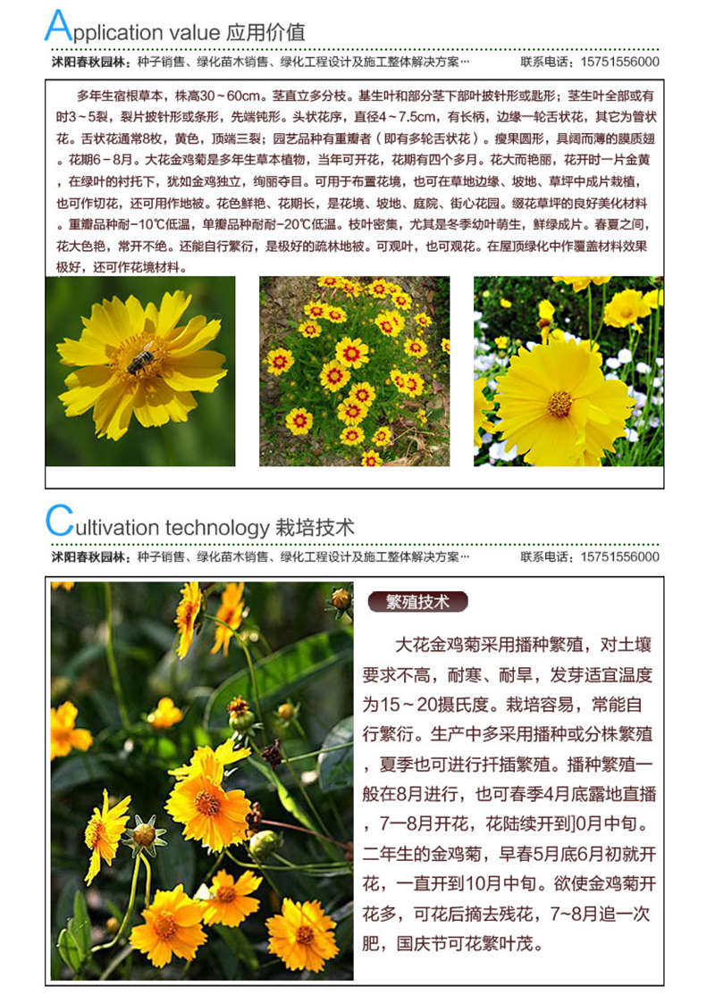 大花金雞菊種子應用價值及種植技術
