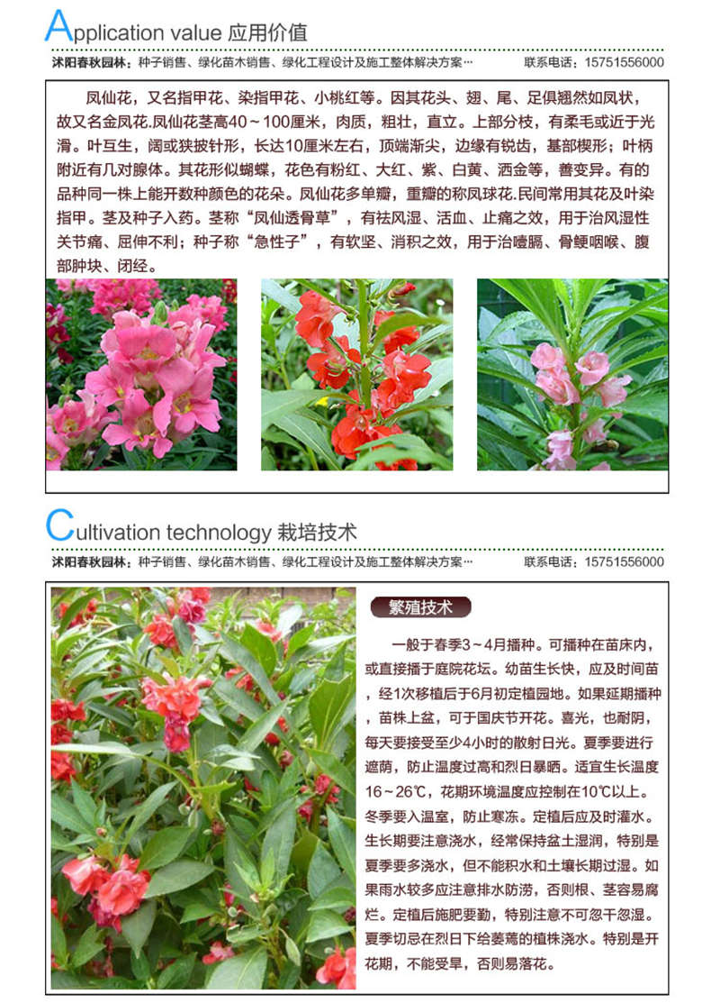 鳳仙花種子應(yīng)用價(jià)值及種植技術(shù)