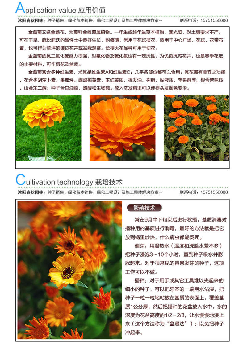 金盞菊種子應(yīng)用價值及種植技術(shù)