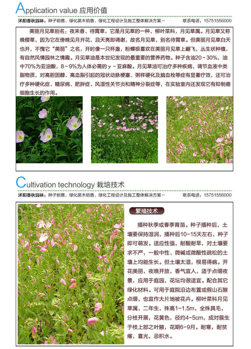 美麗月見草種子應用價值及種植技術