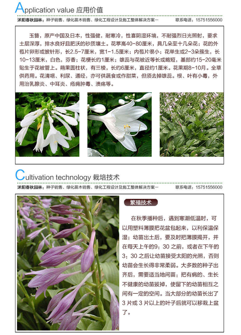 玉簪種子應(yīng)用價(jià)值及種植技術(shù)