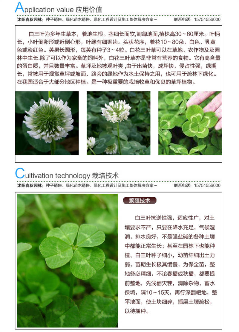 白三葉(包衣)種子應用價值及種植技術