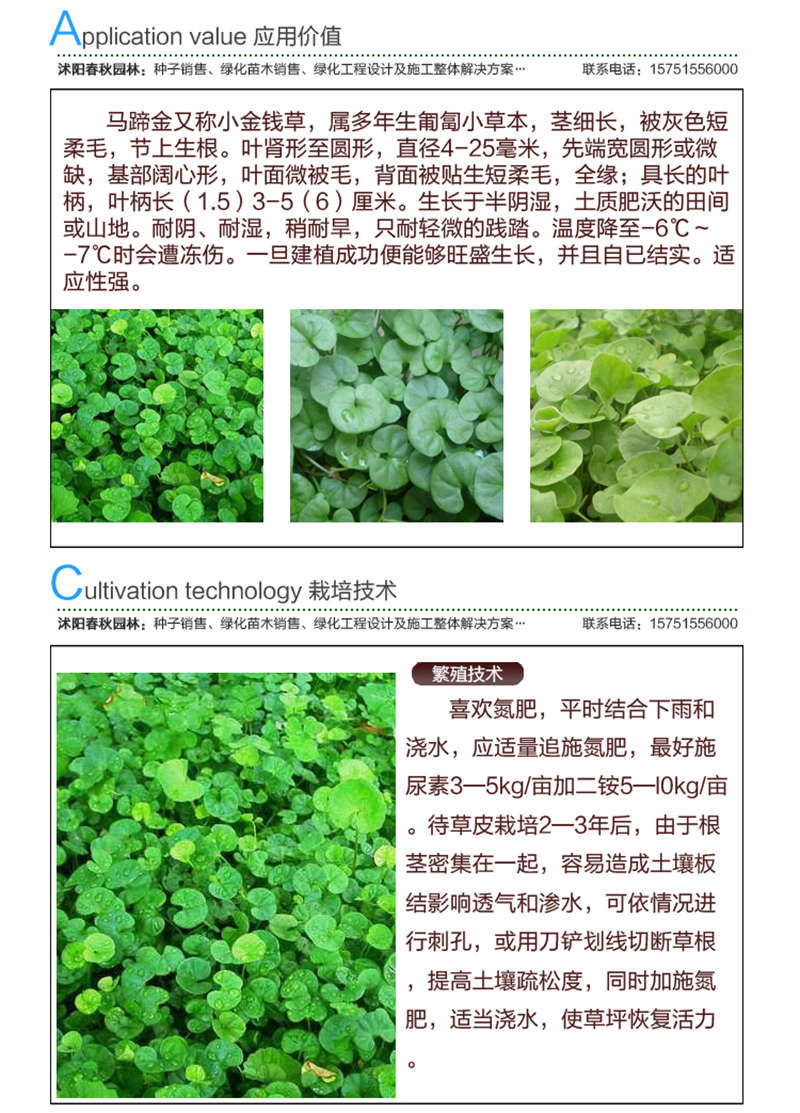 馬蹄金種子應(yīng)用價(jià)值及種植技術(shù)