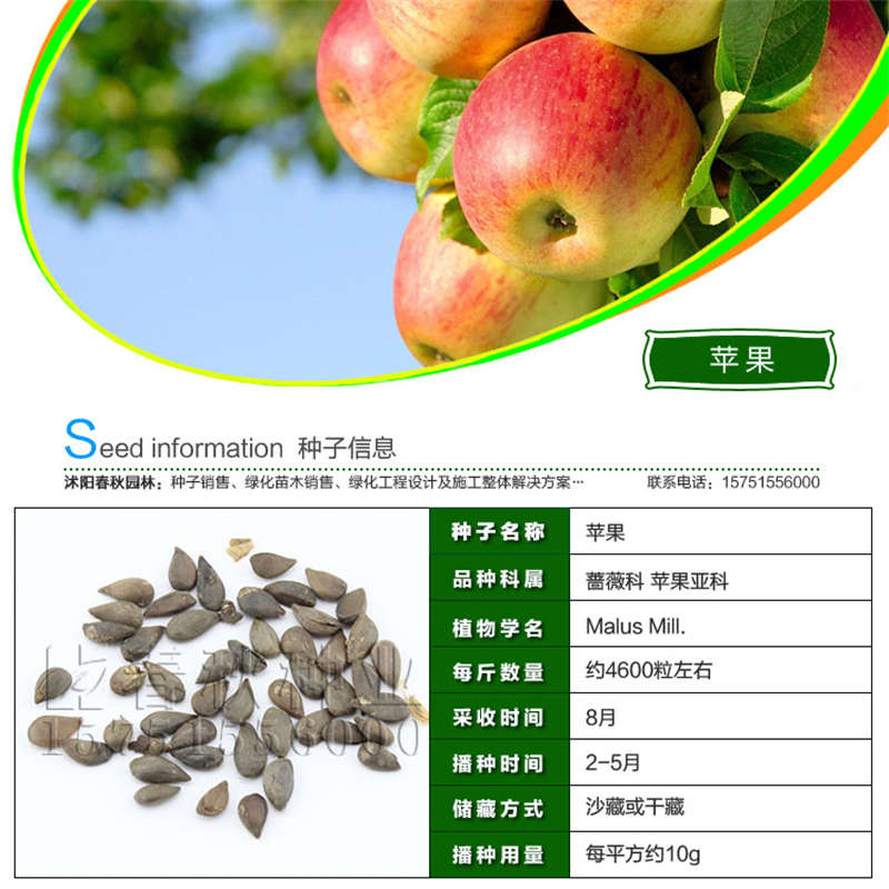 蘋(píng)果種子基本信息