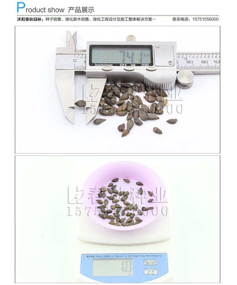 蘋(píng)果種子銷(xiāo)售參考價(jià)格