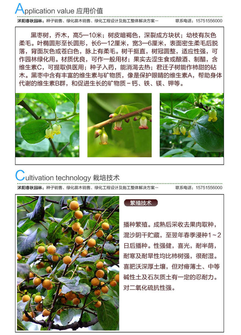 君遷子種子應用價值及種植技術