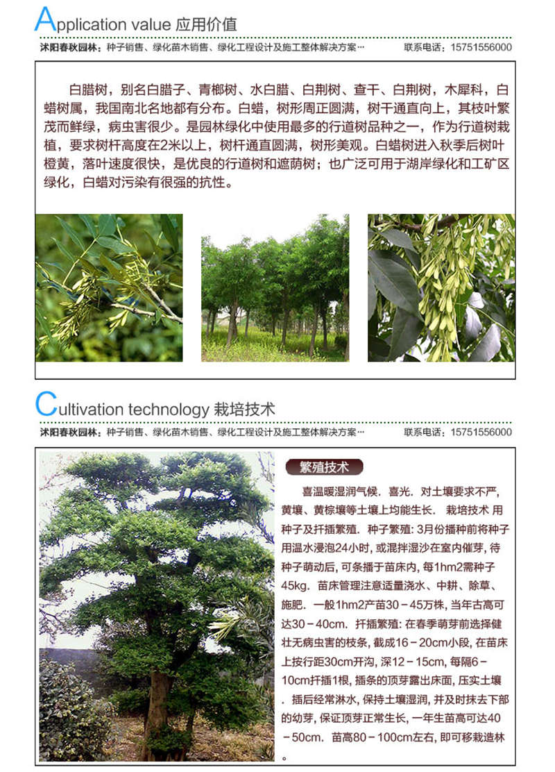 白蠟種子應用價值及種植技術
