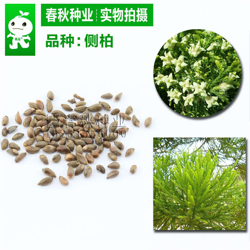側柏
