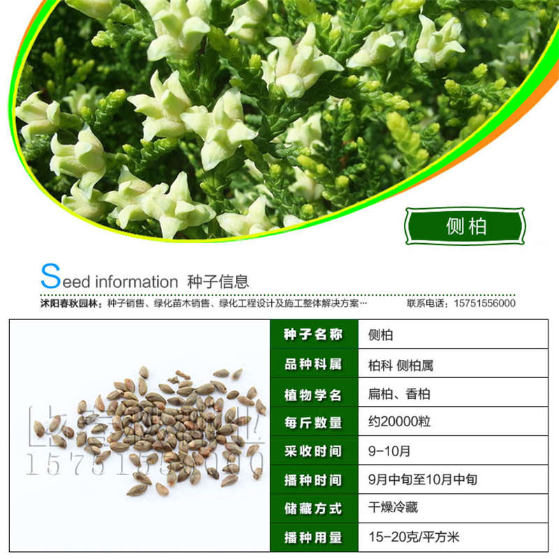 側柏種子基本信息