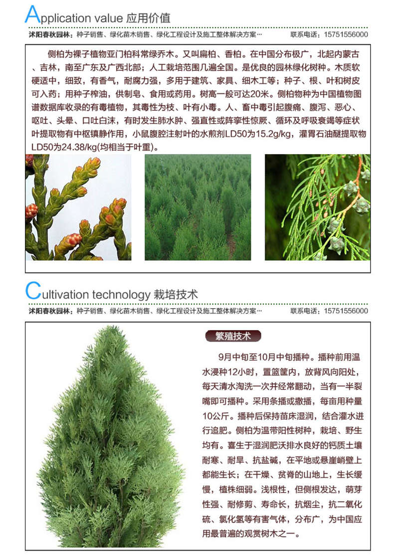 側柏種子應用價值及種植技術