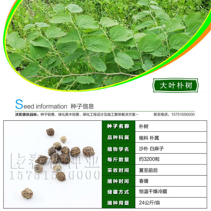 大葉樸樹(shù)種子基本信息