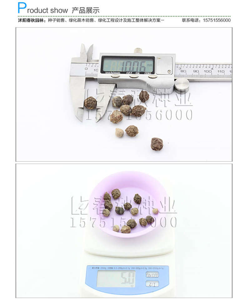 大葉樸樹(shù)種子銷售參考價(jià)格