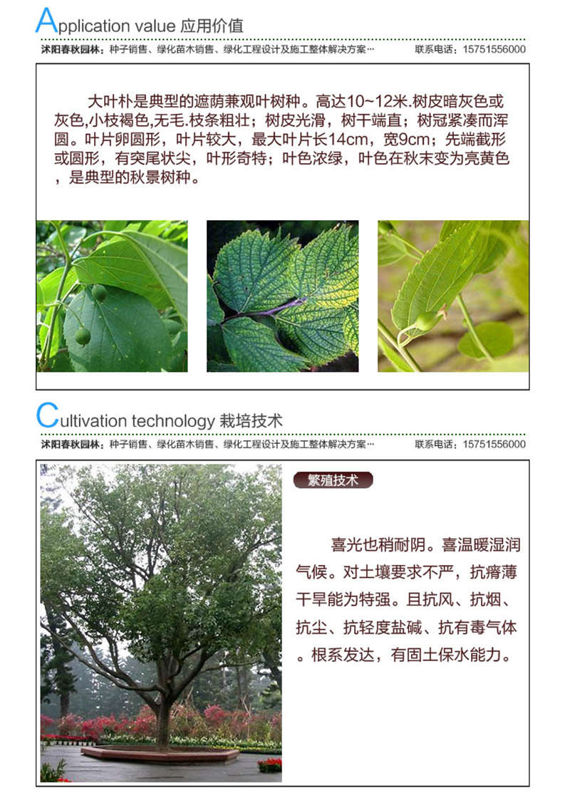 大葉樸樹(shù)種子應(yīng)用價(jià)值及種植技術(shù)