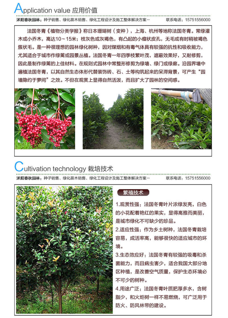 法國冬青種子應用價值及種植技術