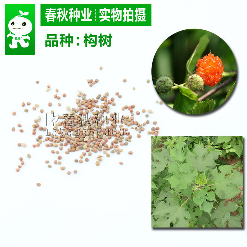 構樹