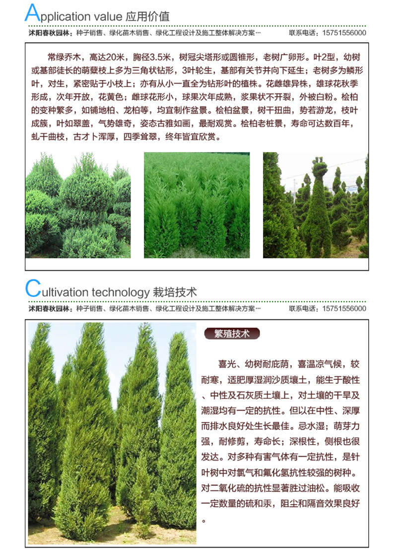 檜柏種子應用價值及種植技術