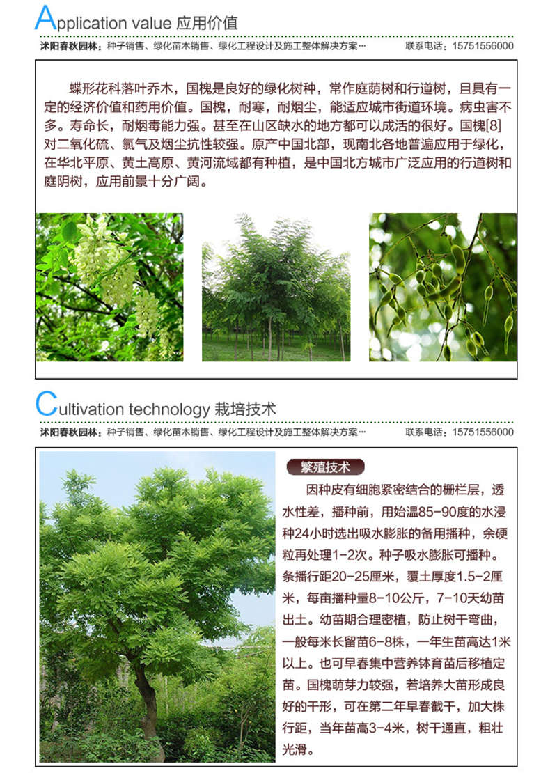 國槐種子應用價值及種植技術