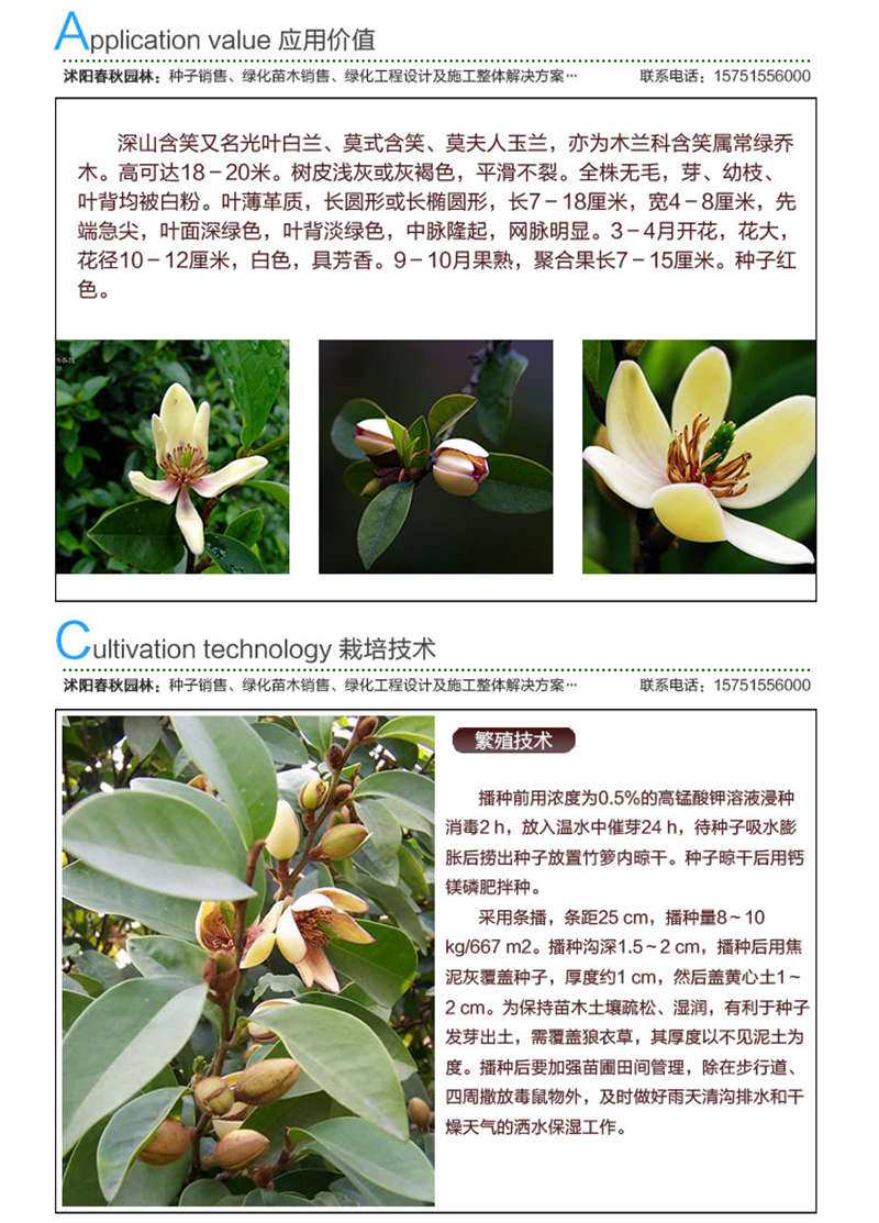 含笑種子應用價值及種植技術