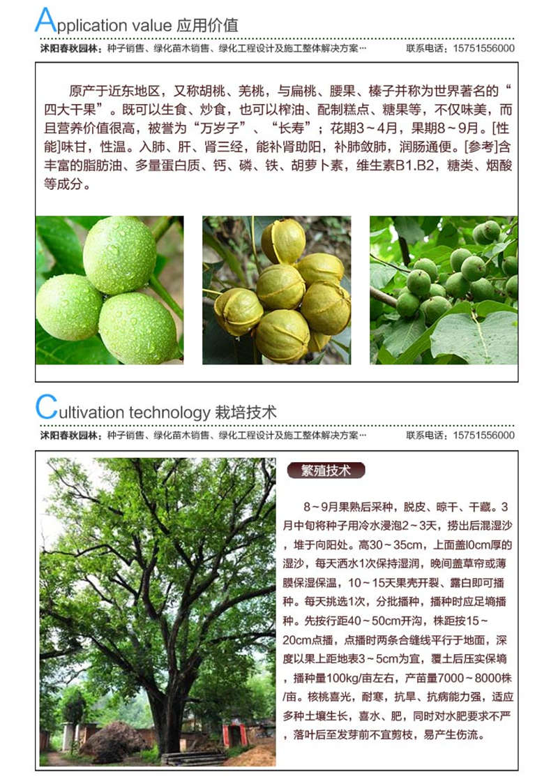 核桃種子應用價值及種植技術