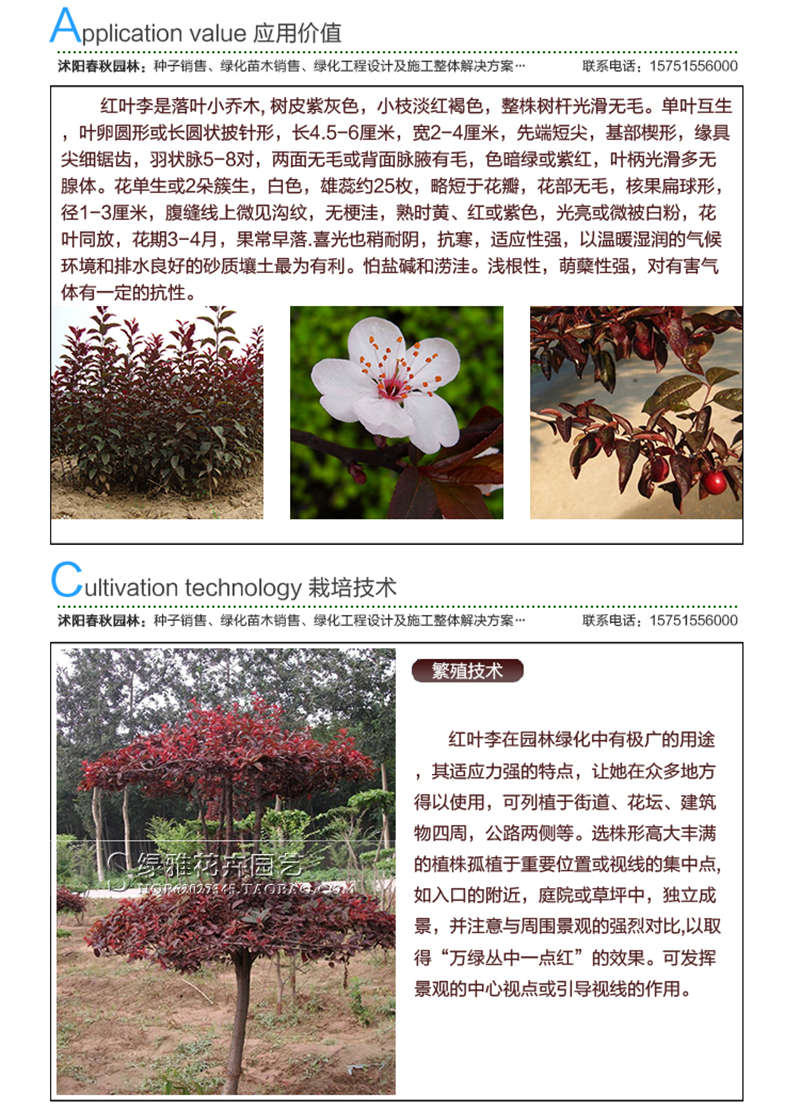 紅葉李種子應用價值及種植技術
