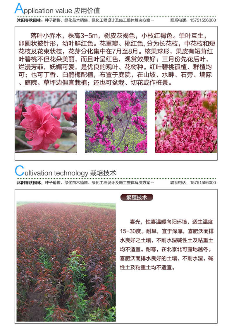 紅葉桃種子應(yīng)用價值及種植技術(shù)