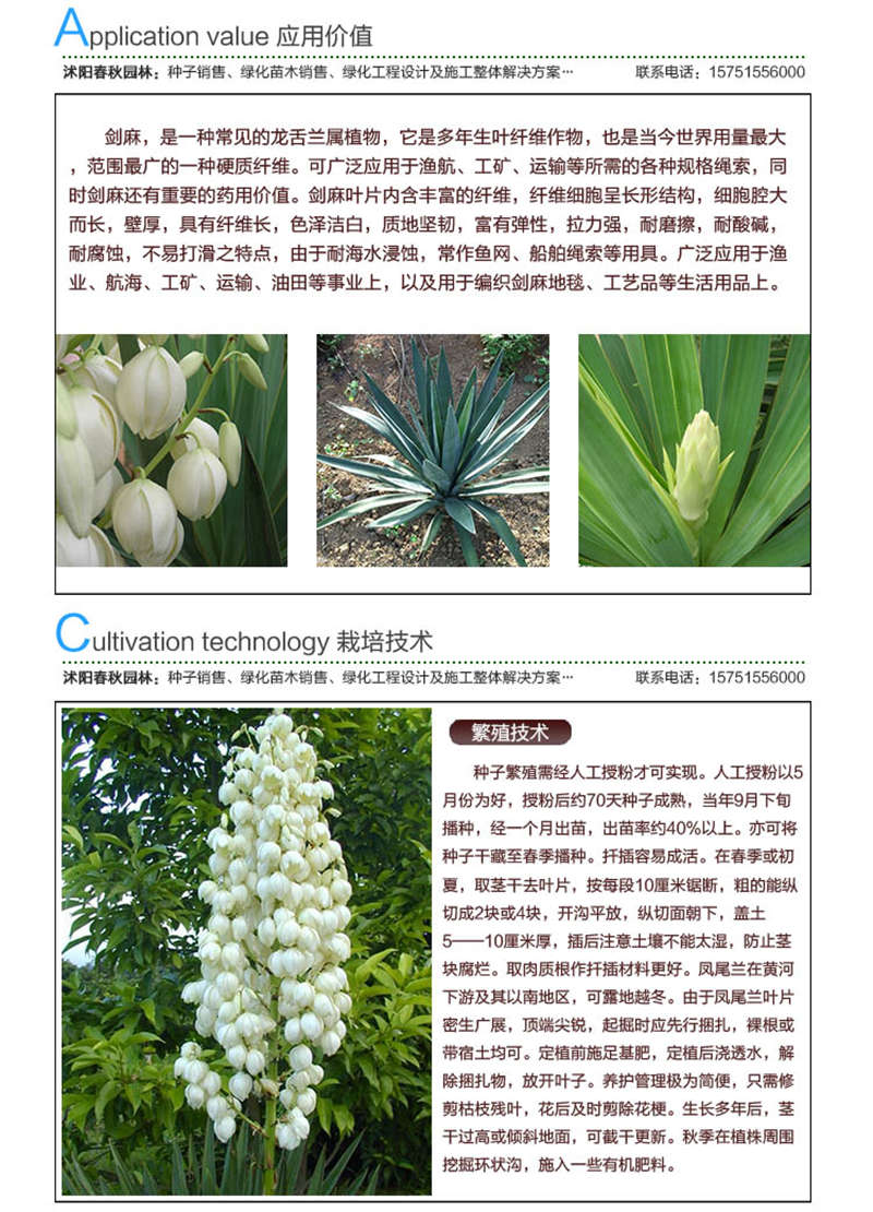 劍麻種子應(yīng)用價值及種植技術(shù)