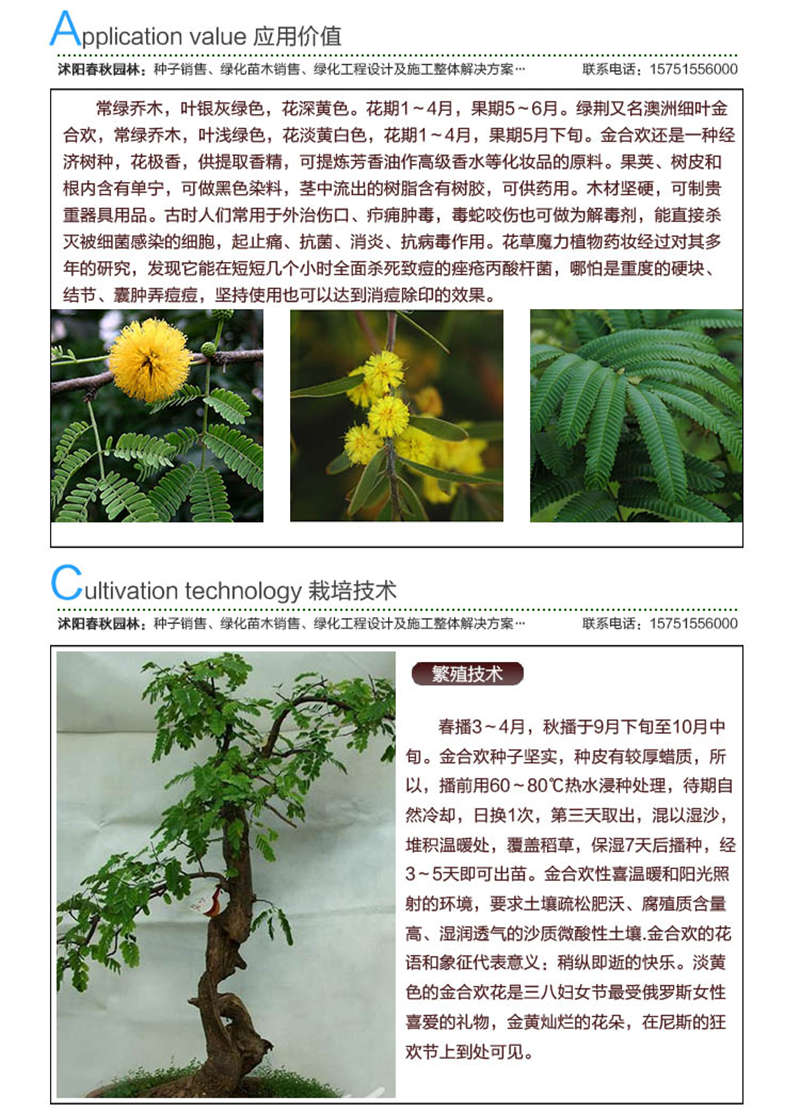 金合歡種子應用價值及種植技術