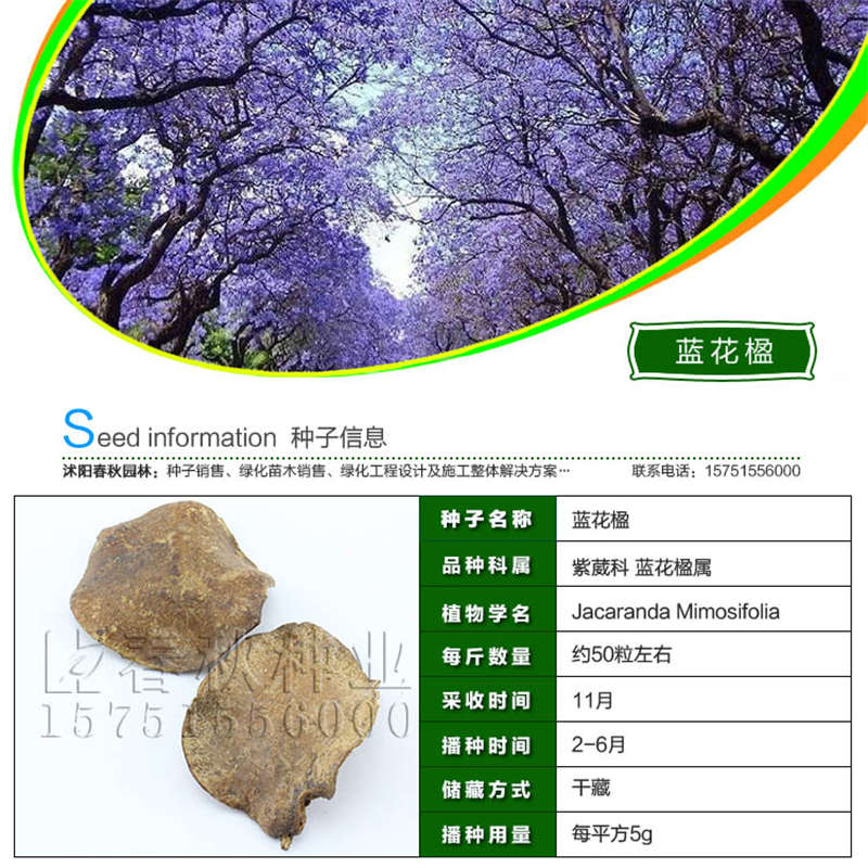 藍花楹種子基本信息