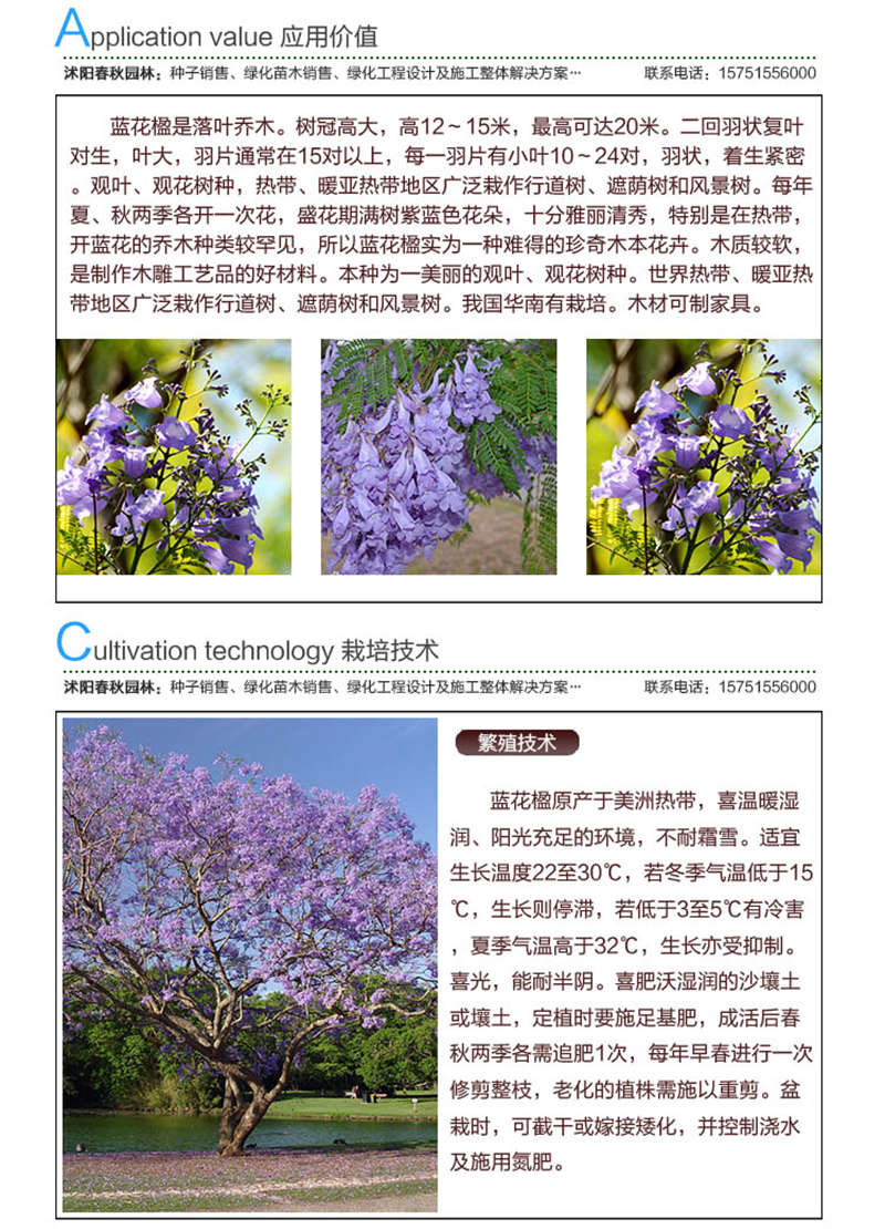 藍花楹種子應用價值及種植技術