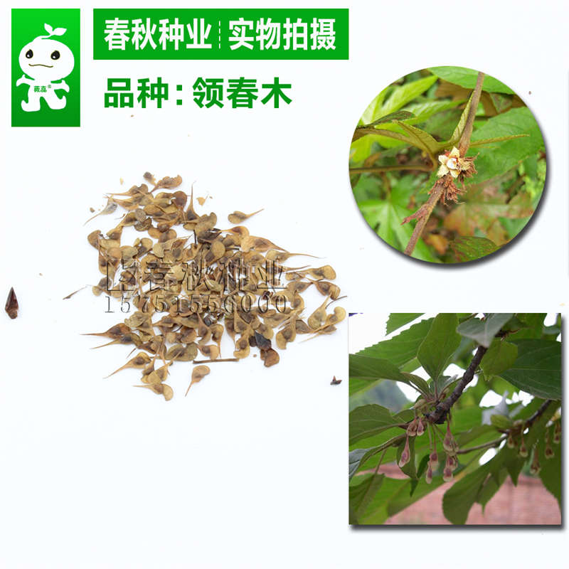 領春木