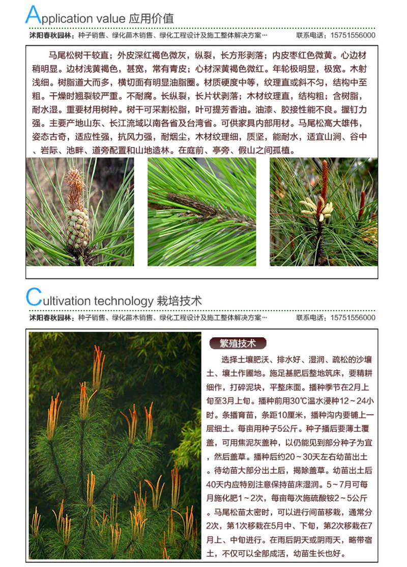 馬尾松種子應(yīng)用價(jià)值及種植技術(shù)