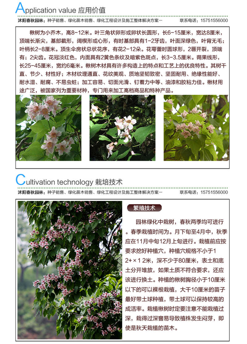 楸樹種子應用價值及種植技術