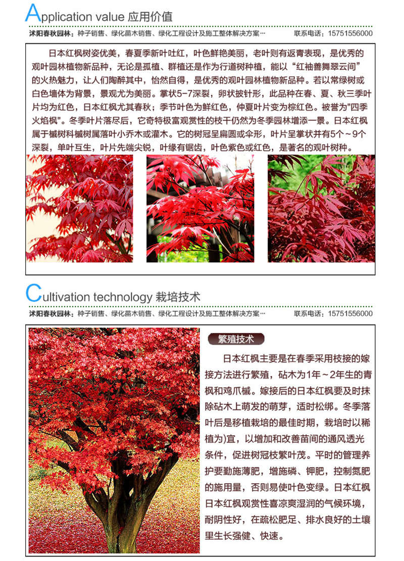 日本紅楓種子應用價值及種植技術