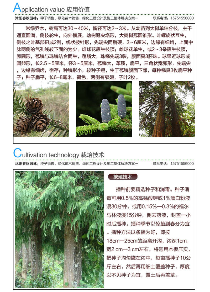 杉木種子應用價值及種植技術
