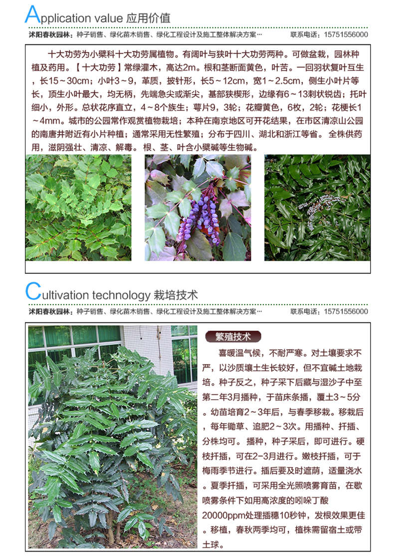 十大功勞種子應用價值及種植技術