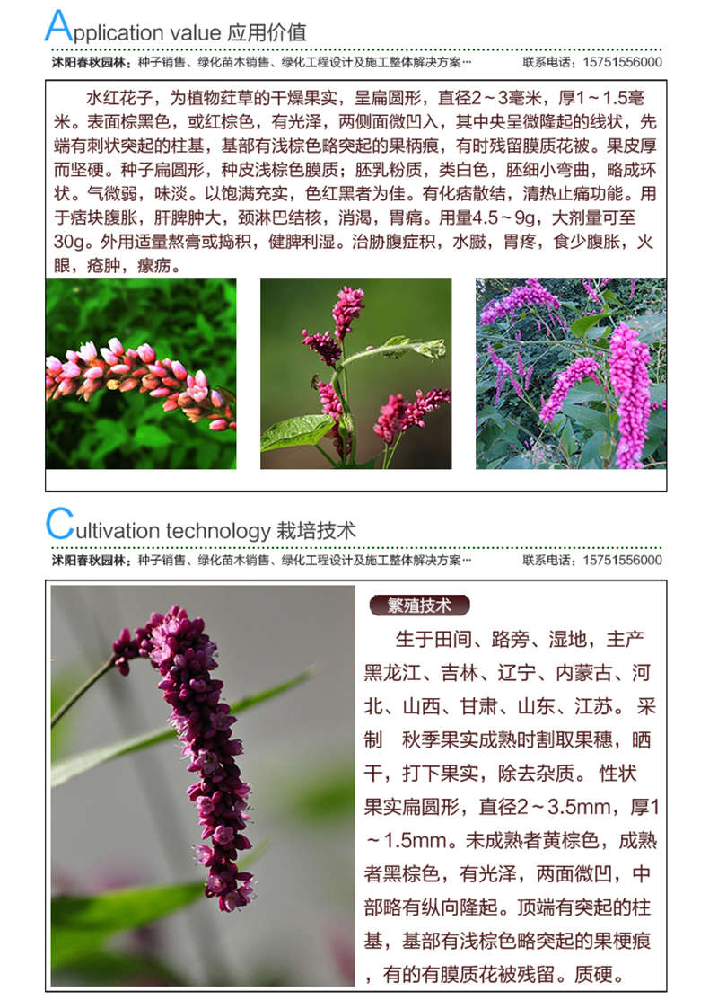 水紅花子種子應用價值及種植技術