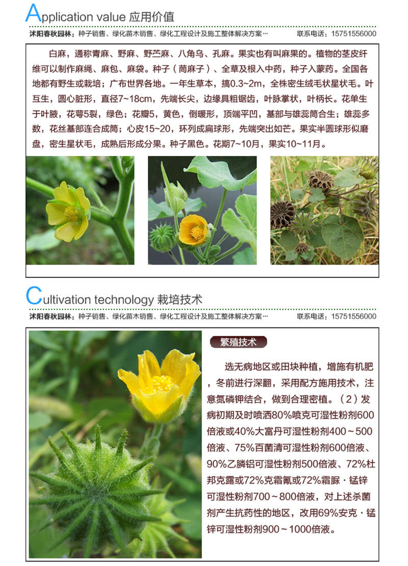 茼麻種子應(yīng)用價(jià)值及種植技術(shù)