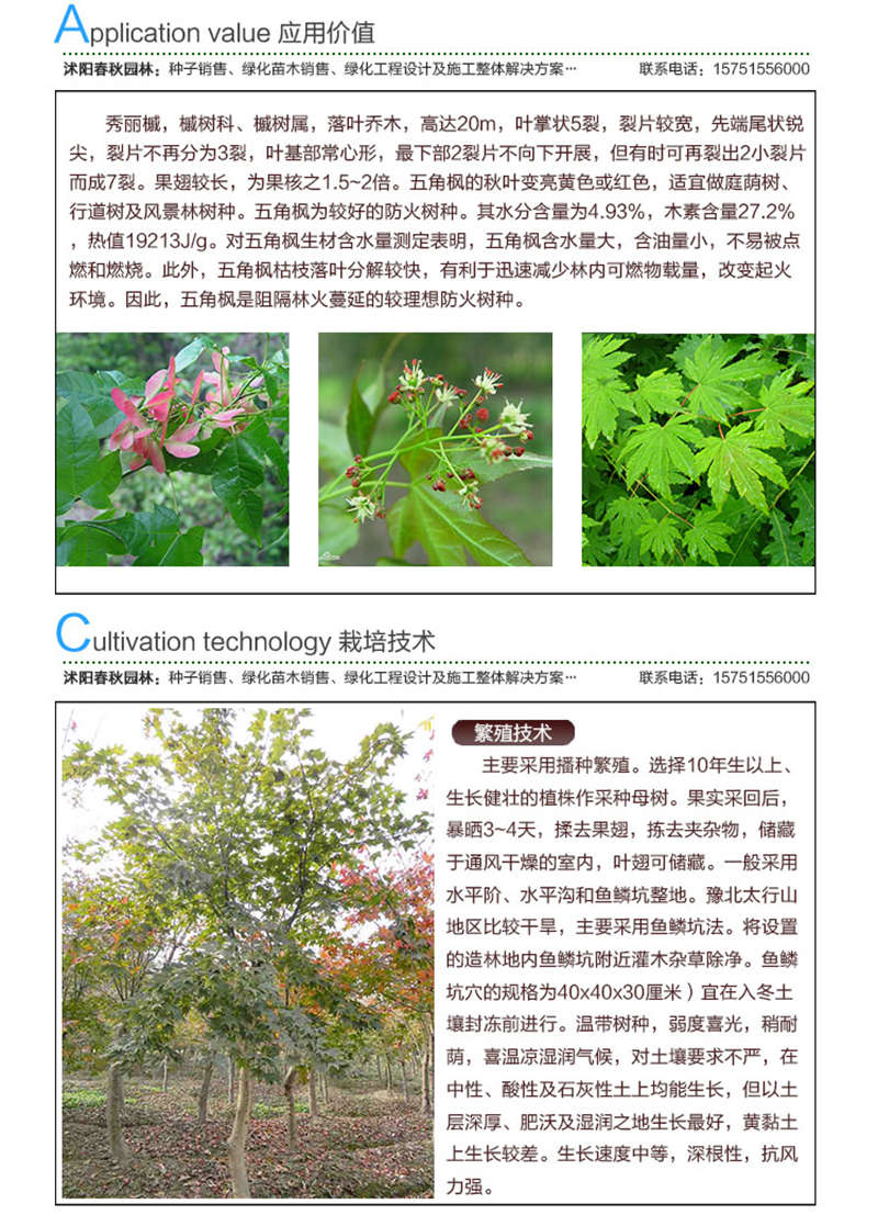 五角楓種子應用價值及種植技術