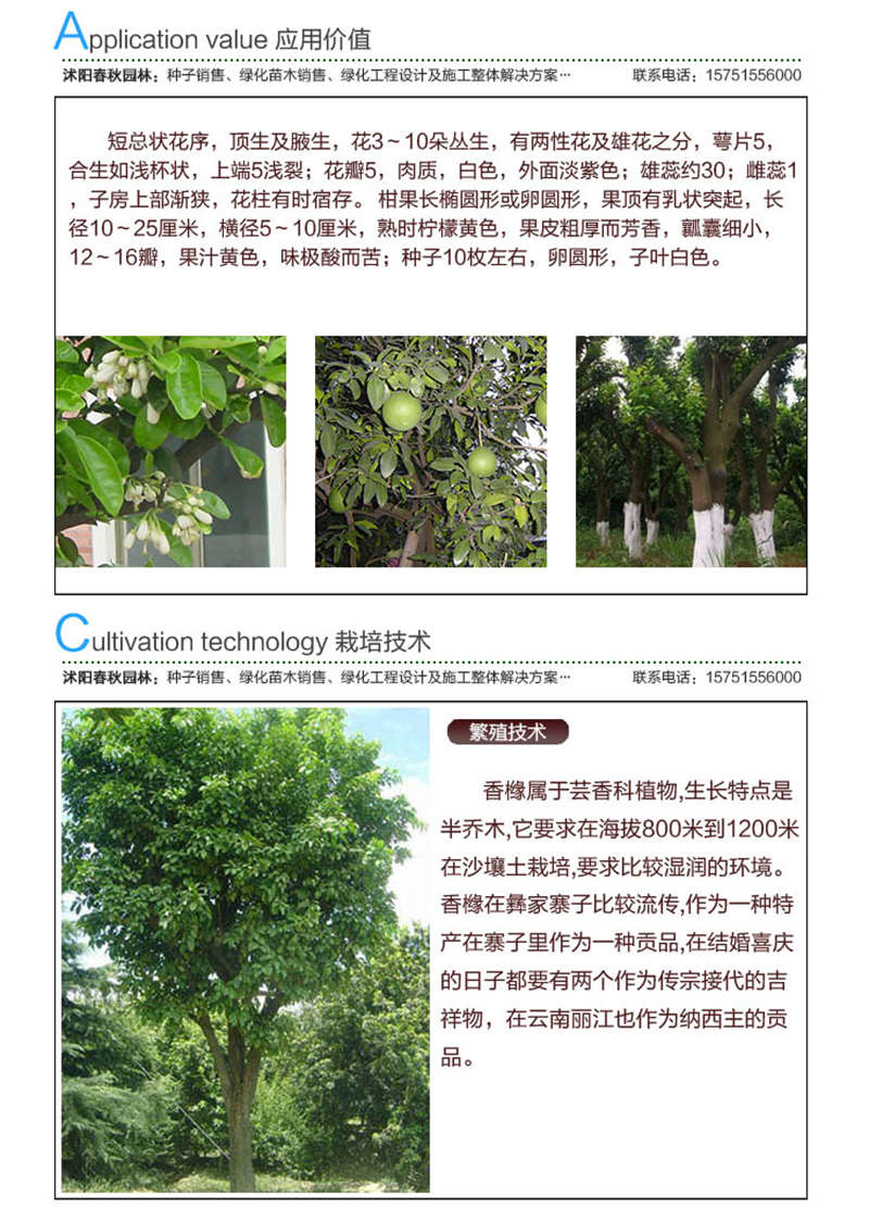 香泡種子應用價值及種植技術