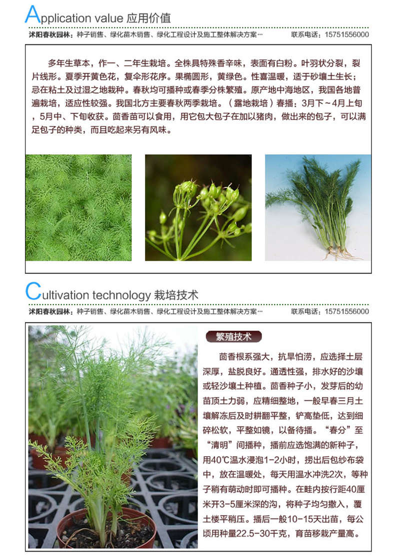 小茴香種子應(yīng)用價值及種植技術(shù)