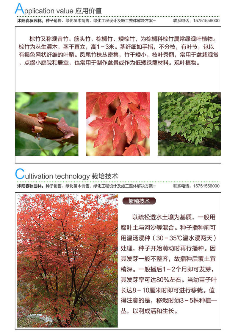 血皮槭種子應用價值及種植技術