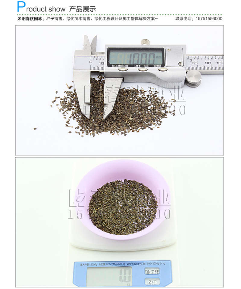 益母草種子銷售參考價格