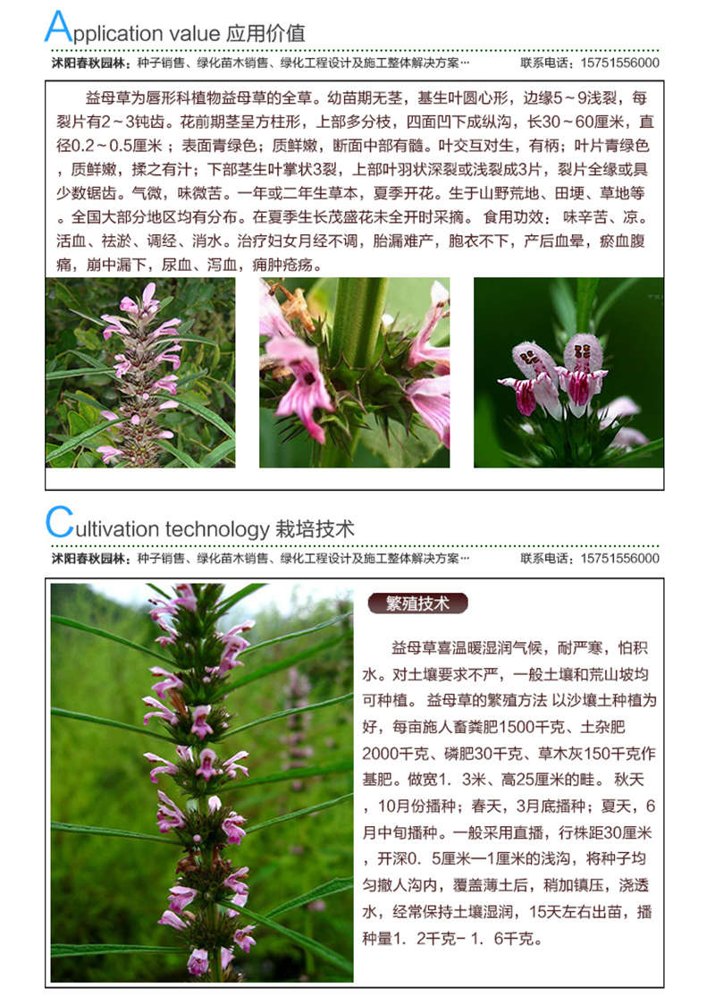 益母草種子應用價值及種植技術