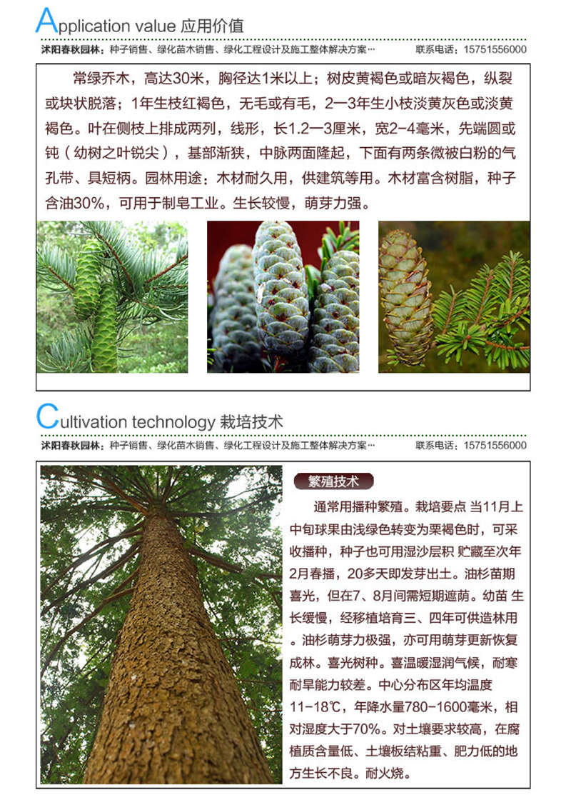 油杉種子應(yīng)用價值及種植技術(shù)