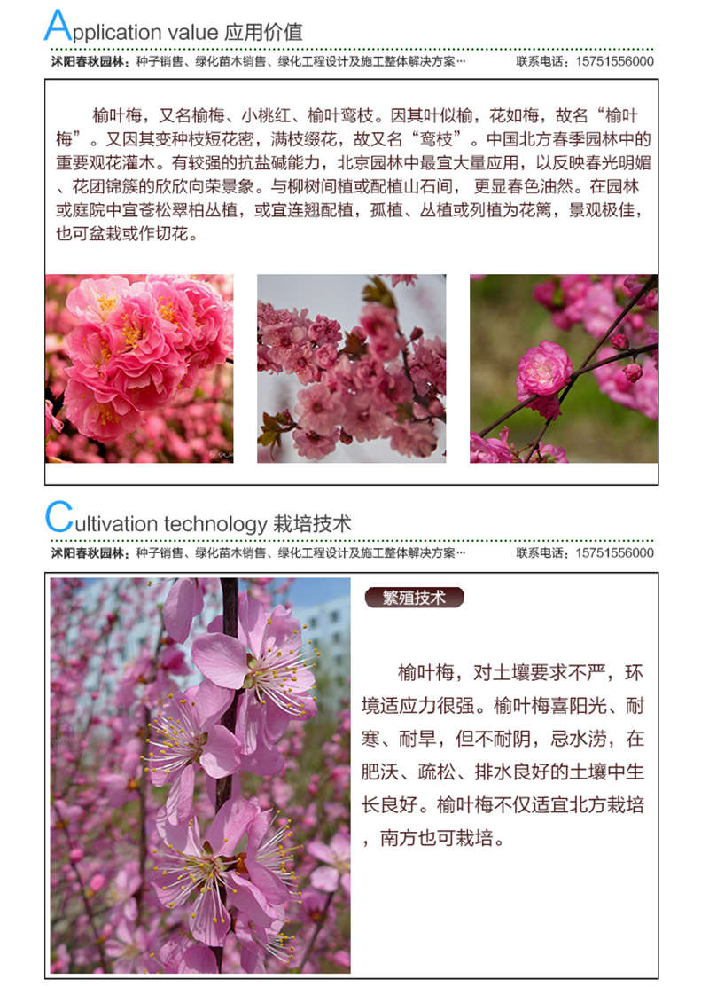 榆葉梅種子應(yīng)用價值及種植技術(shù)