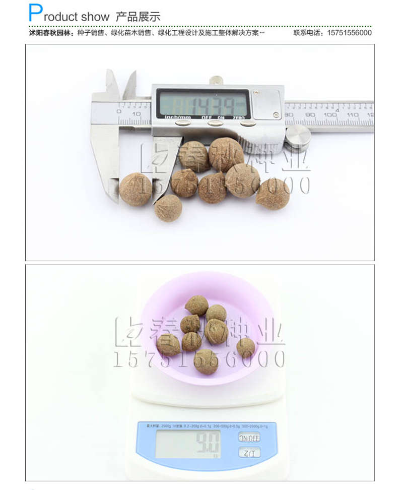 竹柏種子銷售參考價格