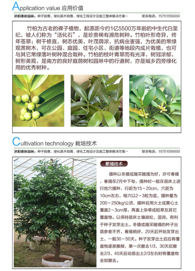 竹柏種子應用價值及種植技術