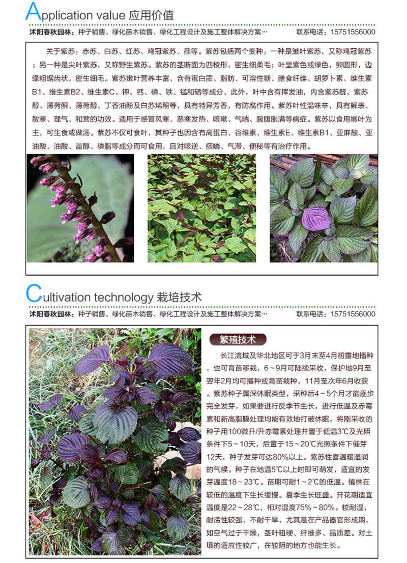 紫蘇種子應用價值及種植技術