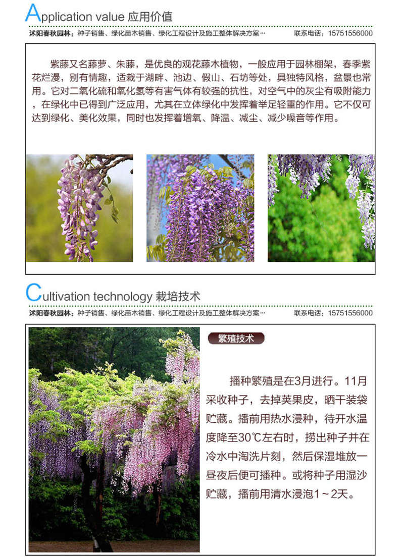 紫藤種子應(yīng)用價值及種植技術(shù)